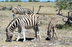 Steppenzebra_01.JPG